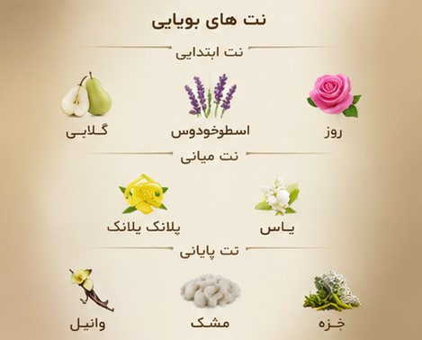نتهای بویایی ادکلن آرماف اینفینیتی گلد شامل گلابی، اسطوخودوس، رز، یاس، یلانگ یلانگ، وانیل و مشک